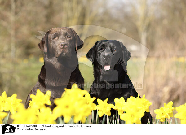 2 Labrador Retriever / 2 Labrador Retriever / JH-28209