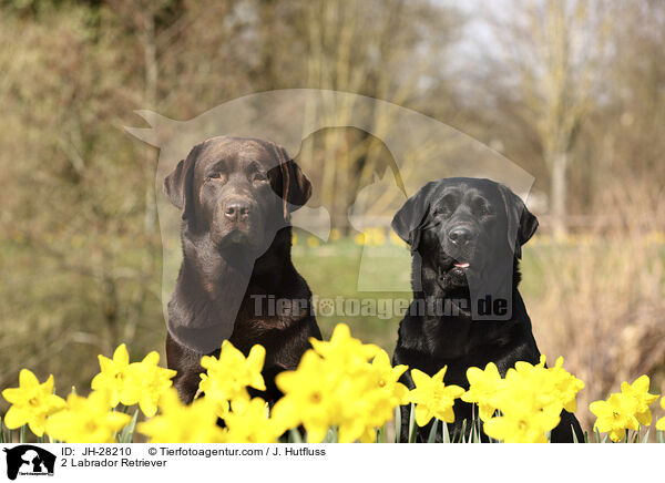 2 Labrador Retriever / 2 Labrador Retriever / JH-28210