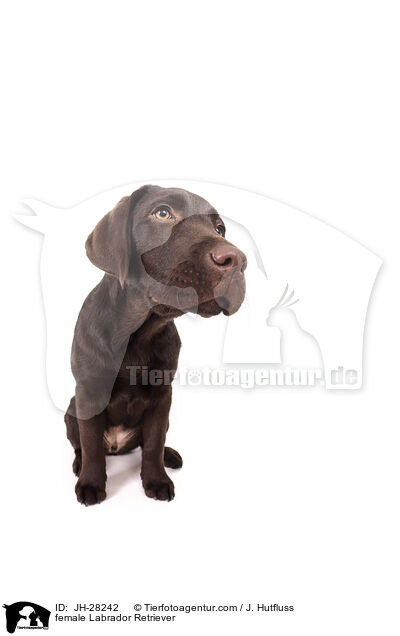 female Labrador Retriever / JH-28242
