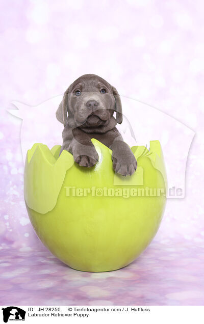 Labrador Retriever Welpe / Labrador Retriever Puppy / JH-28250