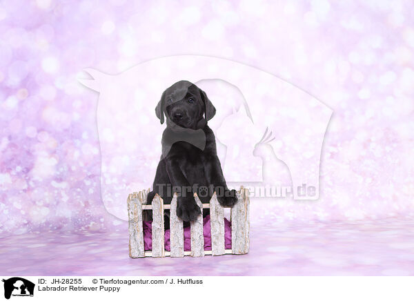 Labrador Retriever Welpe / Labrador Retriever Puppy / JH-28255
