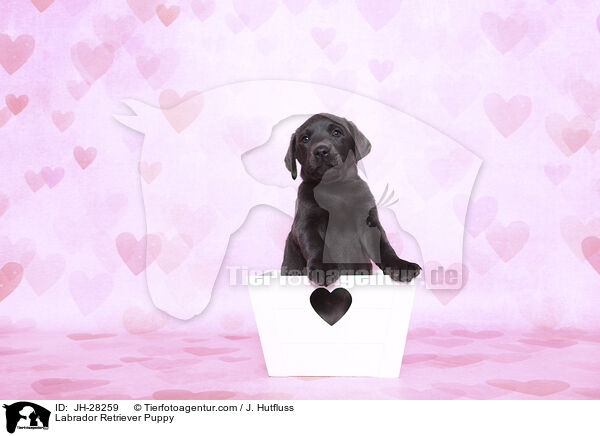 Labrador Retriever Puppy / JH-28259