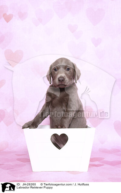 Labrador Retriever Puppy / JH-28260