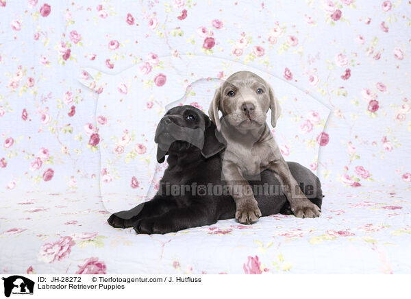 Labrador Retriever Puppies / JH-28272