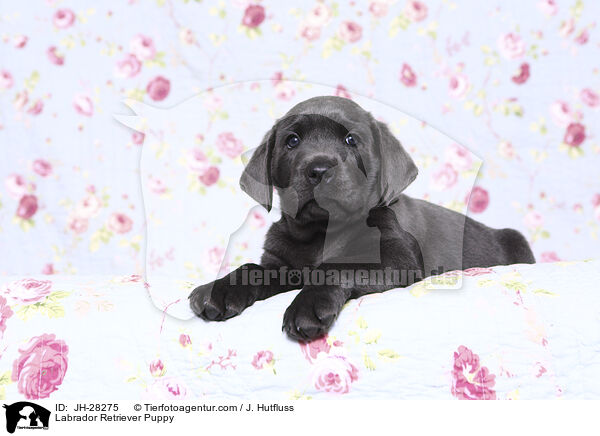 Labrador Retriever Welpe / Labrador Retriever Puppy / JH-28275