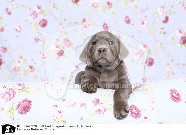 Labrador Retriever Welpe / Labrador Retriever Puppy / JH-28278