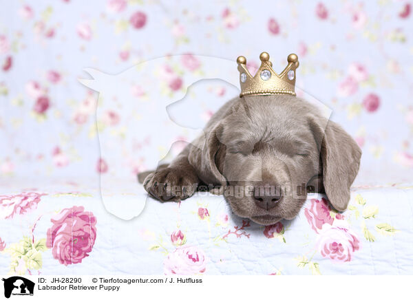 Labrador Retriever Puppy / JH-28290