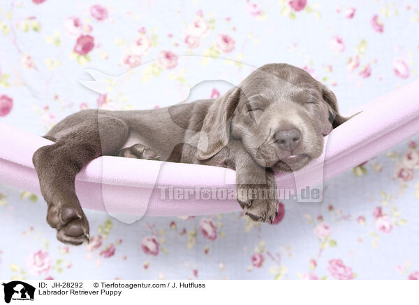 Labrador Retriever Puppy / JH-28292