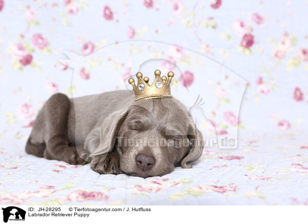 Labrador Retriever Puppy / JH-28295