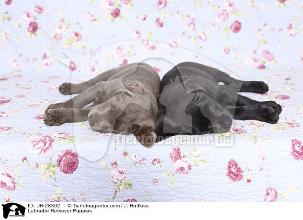 Labrador Retriever Welpen / Labrador Retriever Puppies / JH-28302