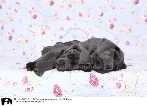 Labrador Retriever Puppies / JH-28319