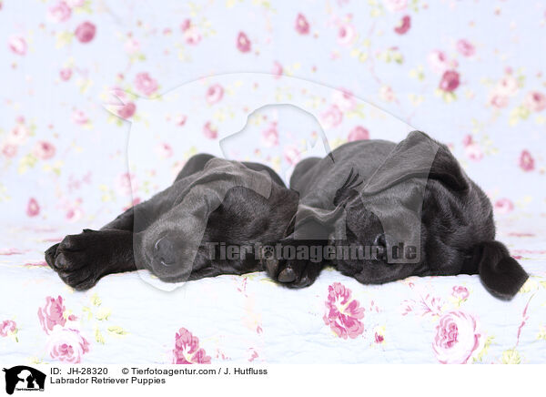 Labrador Retriever Puppies / JH-28320