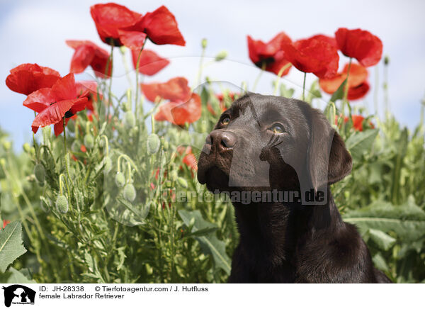 female Labrador Retriever / JH-28338