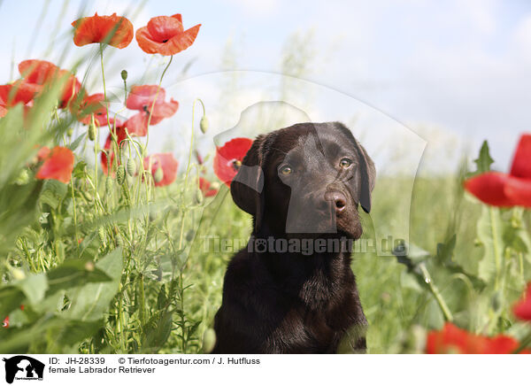 female Labrador Retriever / JH-28339