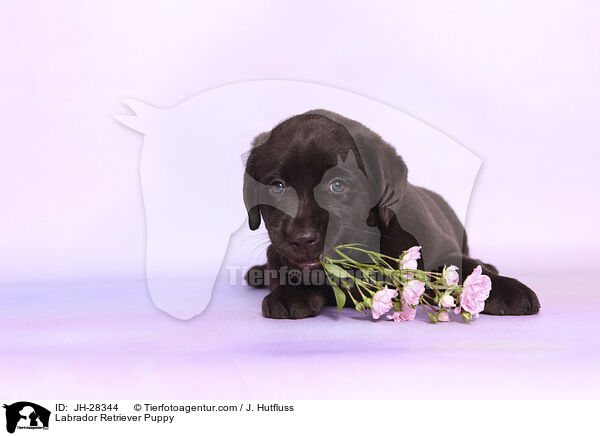 Labrador Retriever Puppy / JH-28344