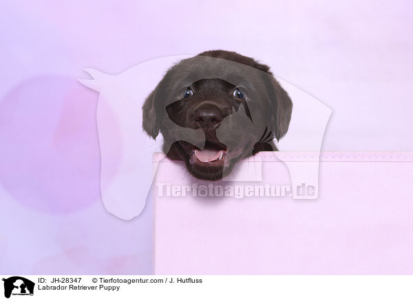 Labrador Retriever Puppy / JH-28347