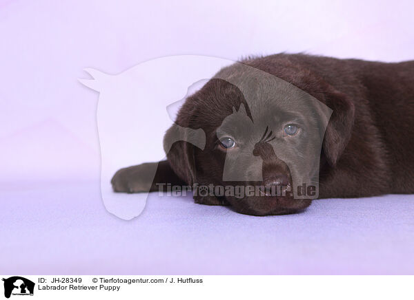 Labrador Retriever Puppy / JH-28349