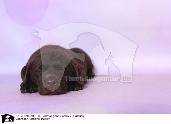 Labrador Retriever Puppy / JH-28350