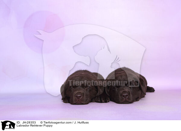 Labrador Retriever Puppy / JH-28353