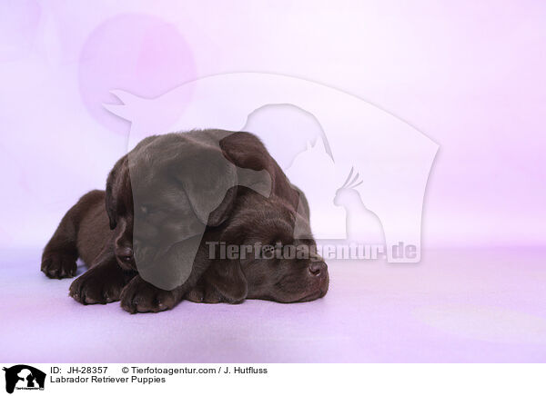 Labrador Retriever Puppies / JH-28357
