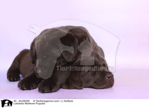 Labrador Retriever Puppies / JH-28358