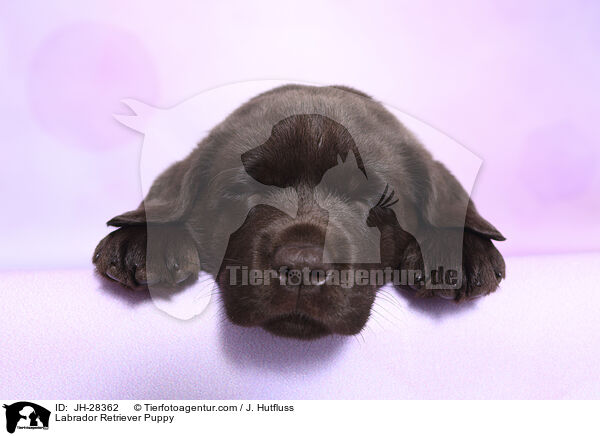Labrador Retriever Puppy / JH-28362