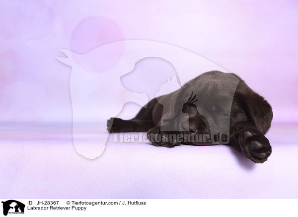 Labrador Retriever Puppy / JH-28367