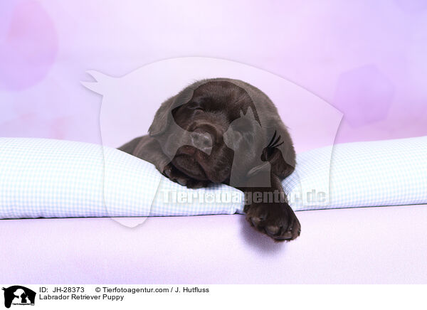 Labrador Retriever Puppy / JH-28373