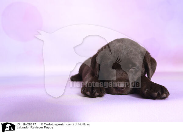 Labrador Retriever Puppy / JH-28377