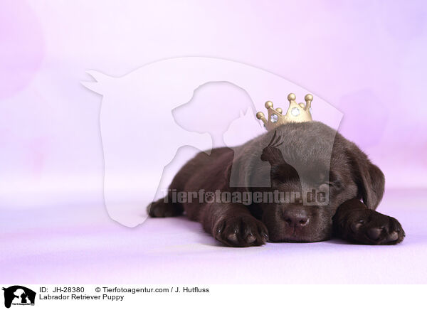 Labrador Retriever Puppy / JH-28380