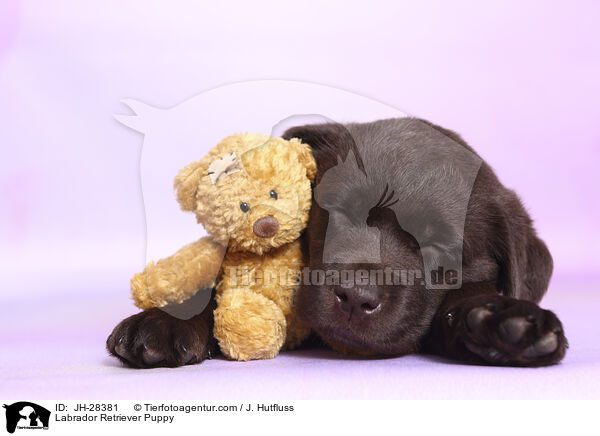 Labrador Retriever Puppy / JH-28381