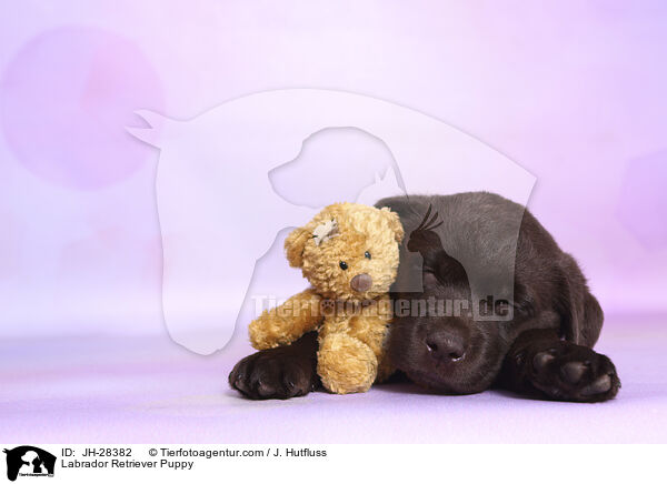 Labrador Retriever Puppy / JH-28382
