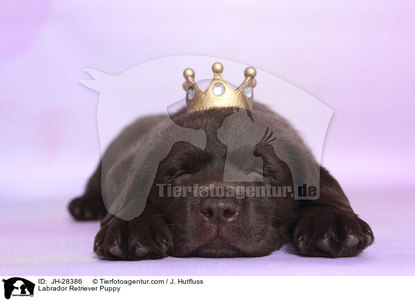 Labrador Retriever Puppy / JH-28386