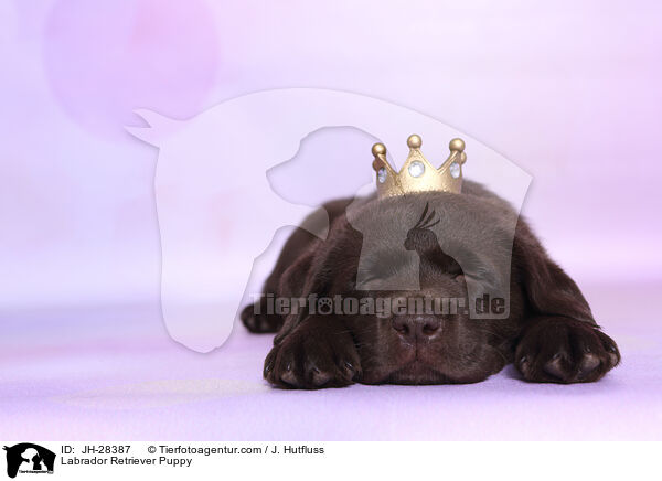 Labrador Retriever Puppy / JH-28387