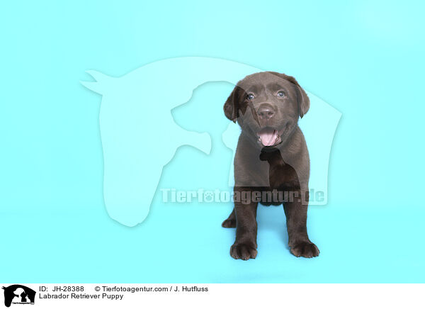 Labrador Retriever Puppy / JH-28388