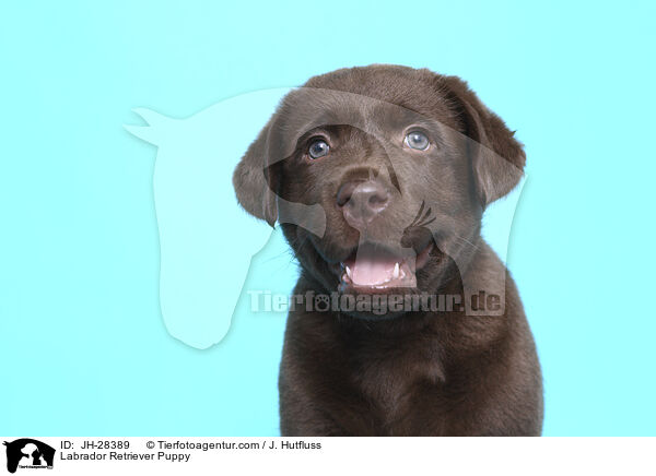 Labrador Retriever Puppy / JH-28389