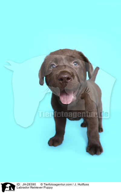 Labrador Retriever Puppy / JH-28390