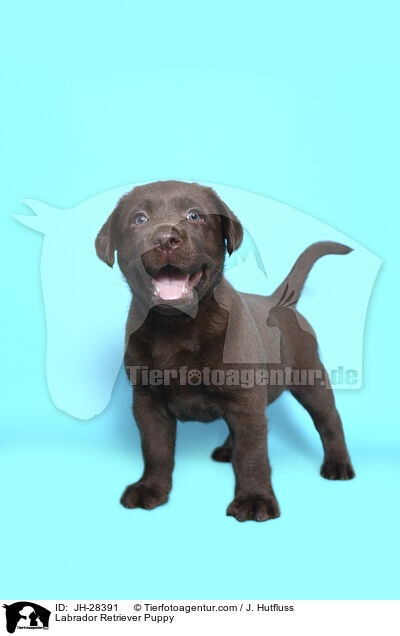 Labrador Retriever Puppy / JH-28391