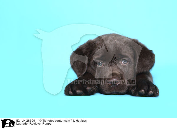 Labrador Retriever Puppy / JH-28399