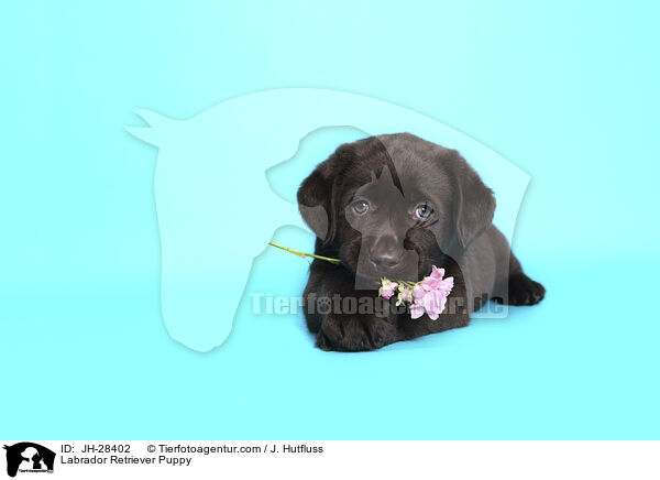 Labrador Retriever Puppy / JH-28402