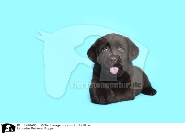 Labrador Retriever Puppy / JH-28403