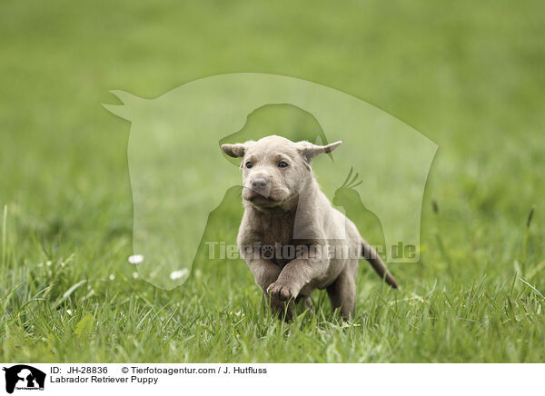 Labrador Retriever Puppy / JH-28836