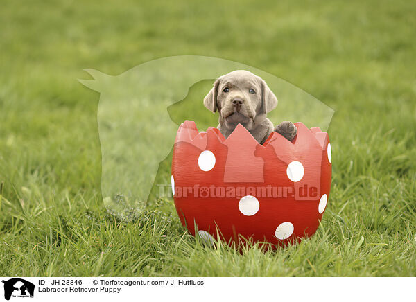 Labrador Retriever Puppy / JH-28846