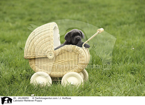 Labrador Retriever Welpe / Labrador Retriever Puppy / JH-28850