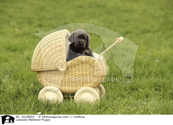 Labrador Retriever Welpe / Labrador Retriever Puppy / JH-28852