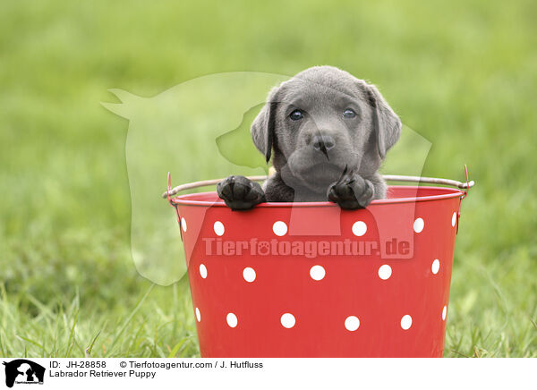Labrador Retriever Welpe / Labrador Retriever Puppy / JH-28858