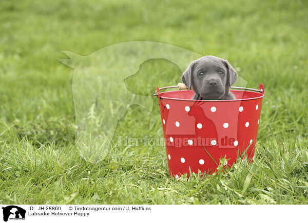 Labrador Retriever Puppy / JH-28860