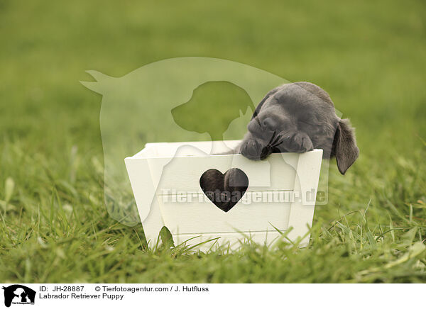 Labrador Retriever Puppy / JH-28887