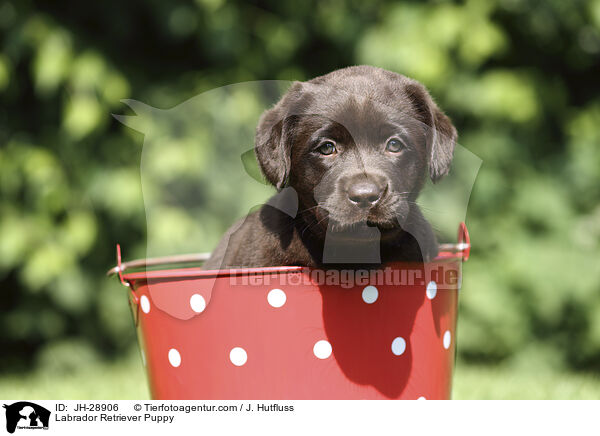 Labrador Retriever Puppy / JH-28906