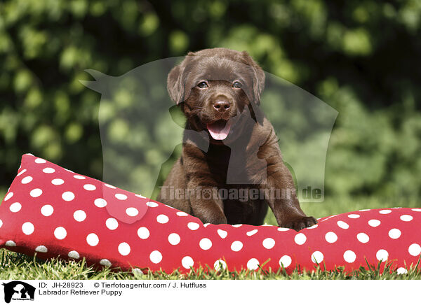 Labrador Retriever Puppy / JH-28923